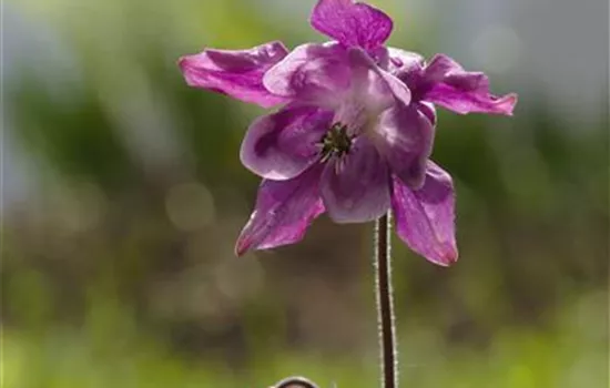 Aquilegia caerulea, rot