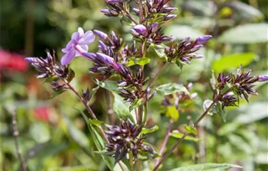 Phlox divaricata 'Clouds of Perfume'