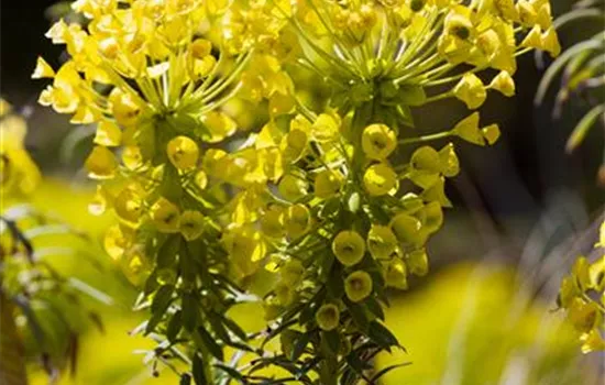Euphorbia characias ssp.wulfenii