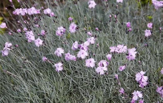 Dianthus gratianopolitanus , rosa