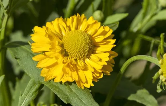 Helenium x cult.'Amber Dwarf'