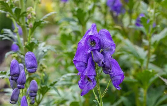 Aconitum carmichaelii 'Arendsii', veg.