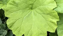 Tafelblatt