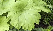 Tafelblatt
