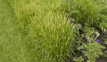 Palmwedel-Segge