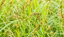 Palmwedel-Segge