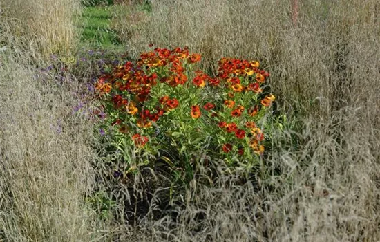 Helenium x cult.'Baudirektor Linne'