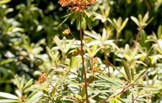 Euphorbia griffithii
