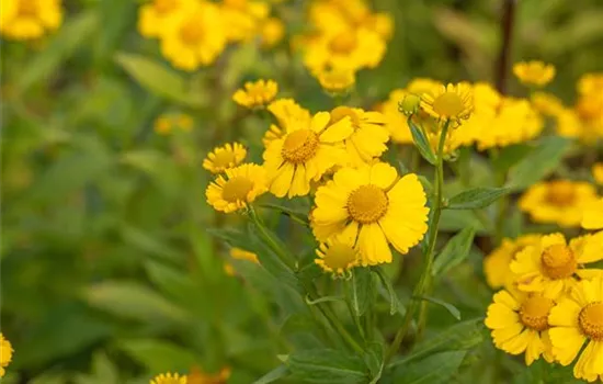 Helenium x cult.'Kanaria'