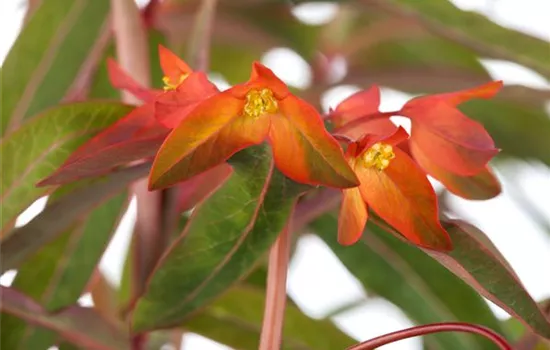 Euphorbia griffithii 'Fireglow'