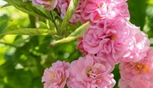 Ramblerrrose öfterblühend
