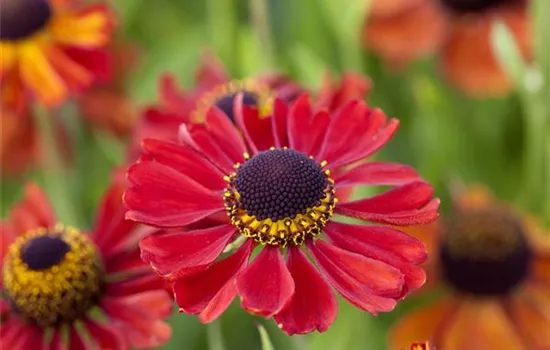 Helenium x cult.'Kupferzwerg'