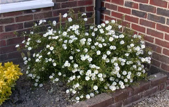 Helianthemum x cult.'Eisbär'