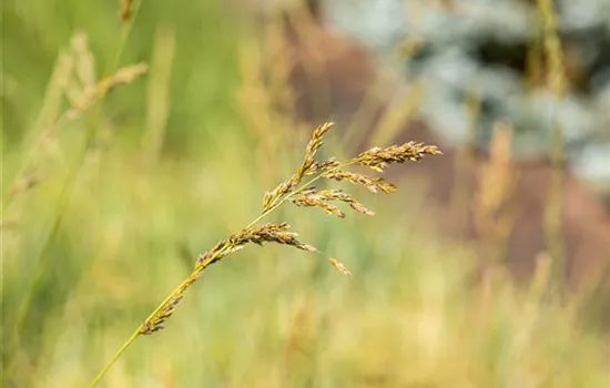 Molinia arundinacea 'Windspiel'