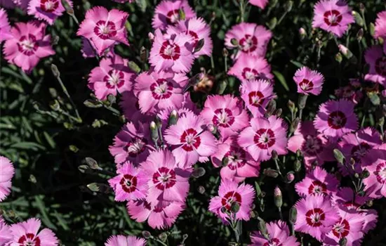 Dianthus plumarius, rosa