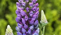Hohe Lupine