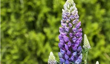 Hohe Lupine