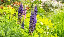 Hohe Lupine