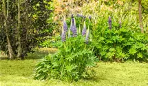 Hohe Lupine