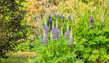 Hohe Lupine