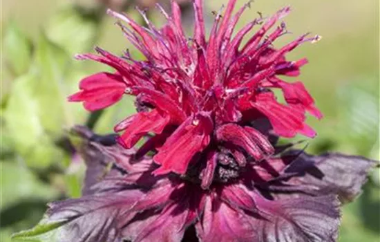 Monarda didyma