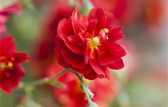 Helianthemum x cult.'Rubin'