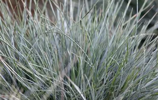 Festuca cinerea 'Azurit'