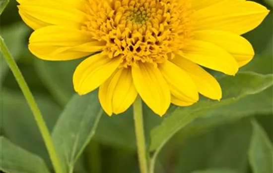 Helianthus decapetalus 'Capenoch Star'