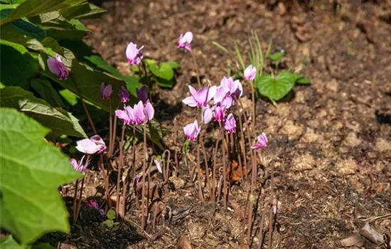 Cyclamen hederifolium, rosa