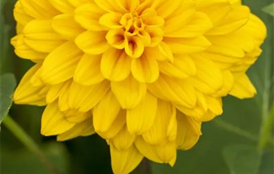 Helianthus decapetalus 'Loddon Gold'