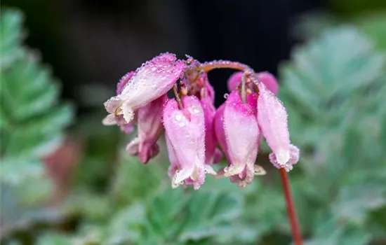 Dicentra formosa i.S.