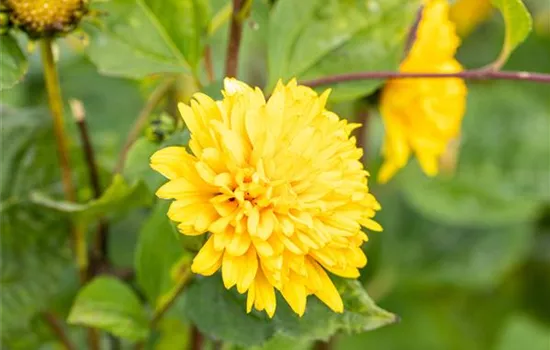 Helianthus decapetalus 'Soleil d'Or'