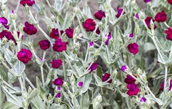 Lychnis coronaria