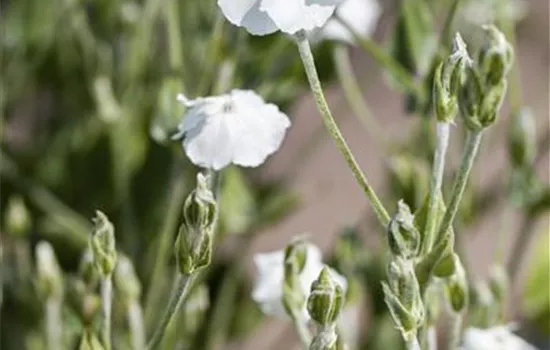 Lychnis coronaria 'Alba'
