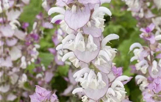 Salvia sclarea