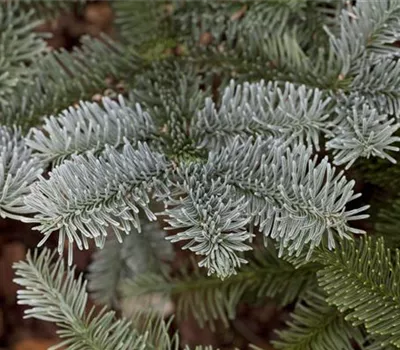 Abies procera 'Glauca'