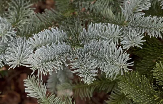 Abies procera 'Glauca' Abies procera 'Glauca'
