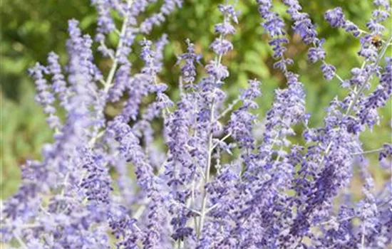Perovskia atriplicifolia 'Little Spire'