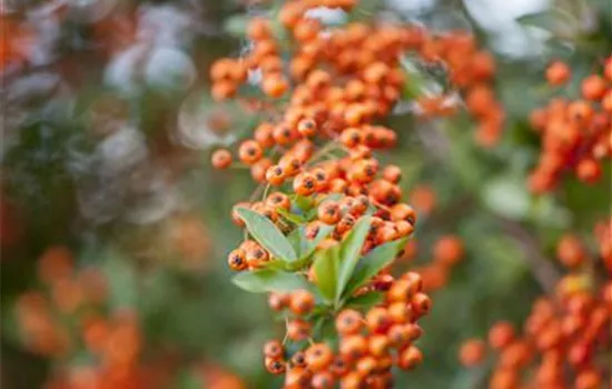 Pyracantha 'Teton'