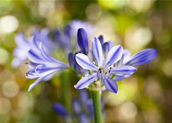 Mediterrane Mediterrane