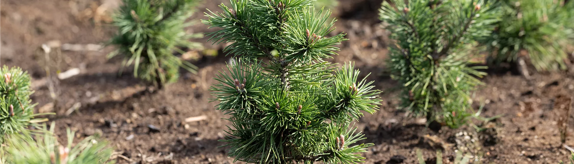 GS649677.jpg GS649677.jpg