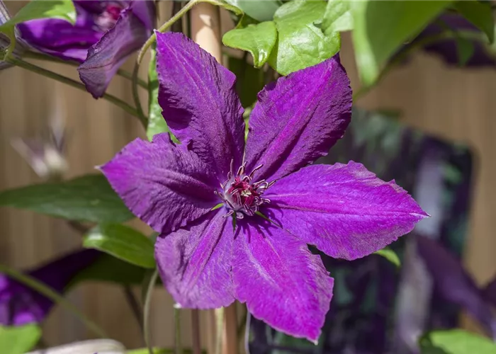 Kletterpflanzen Kletterpflanzen