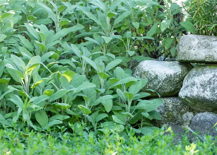 Kräuter und besondere Mischungen Kräuter und besondere Mischungen