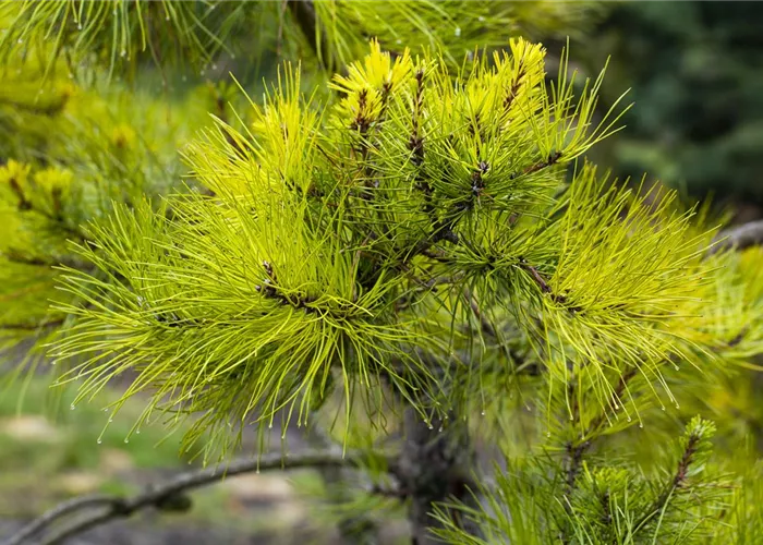 Nadelgehölze Nadelgehölze
