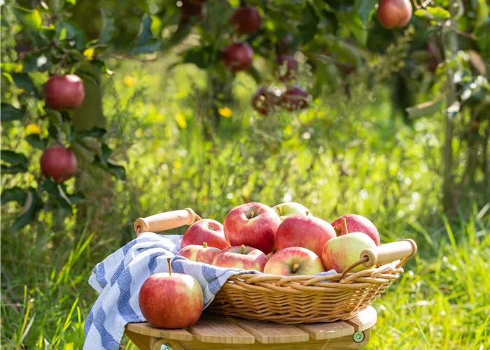 Obstgehölze Obstgehölze