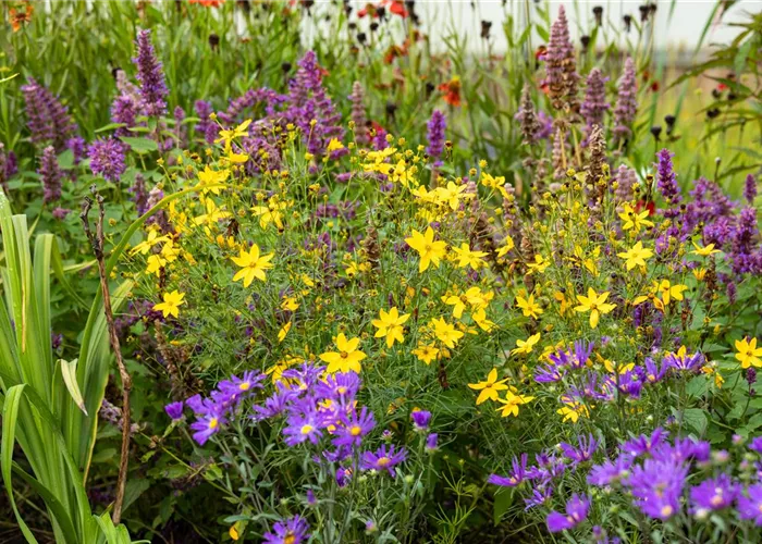 Staudenmix Staudenmix