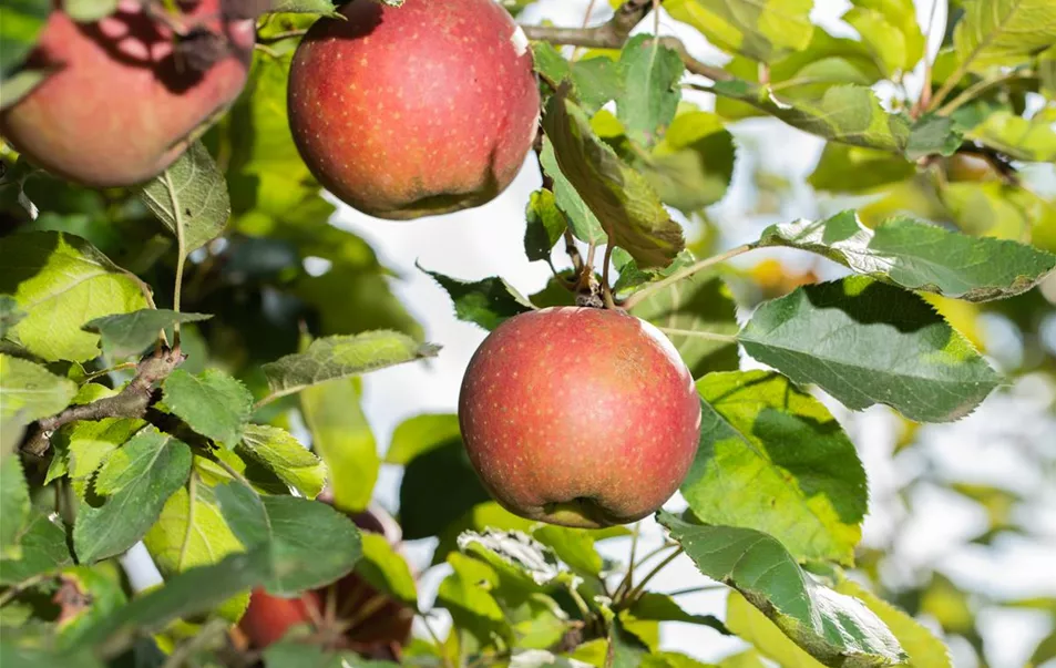 Apfel