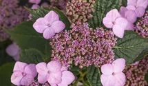 Kleinwüchs.Gartenhortensie 'Koreana'