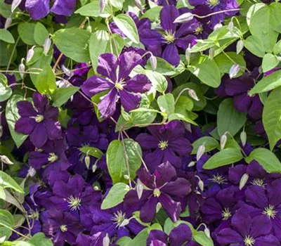Clematis viticella 'Blue Belle'