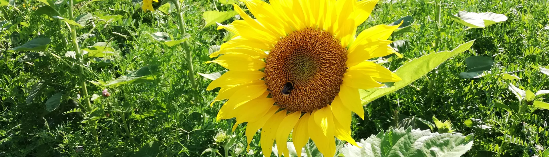 Sonnenblume.jpg Sonnenblume.jpg